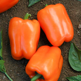 Poivron doux Orange King – Gaia Organic Seeds