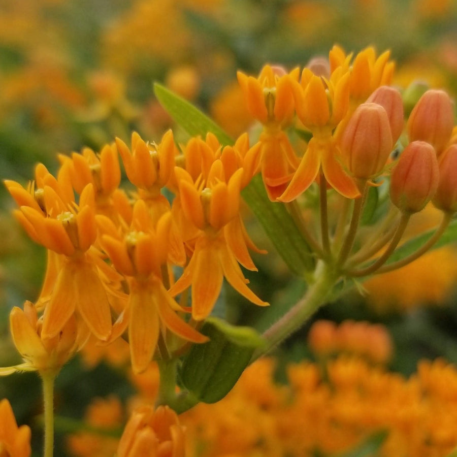 Asclépiade 'Orange Milkweed' bio