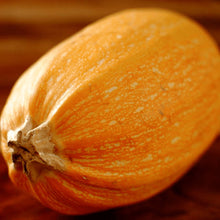 Courge spaghetti 'Orangeti F1' bio