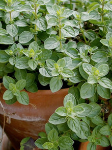 Semences Origan (Origanum vulgare)