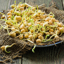 Sprouts / Microgreens Chickpea