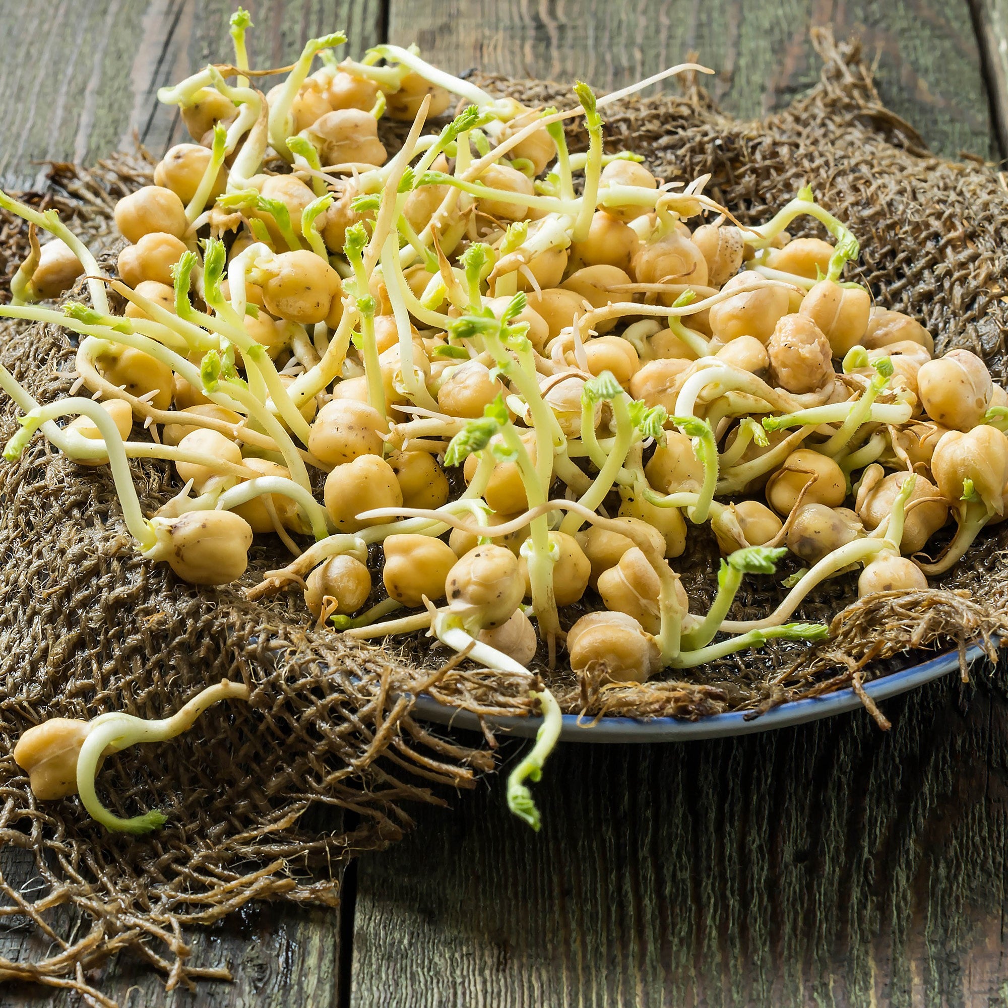 Sprouts / Microgreens Chickpea