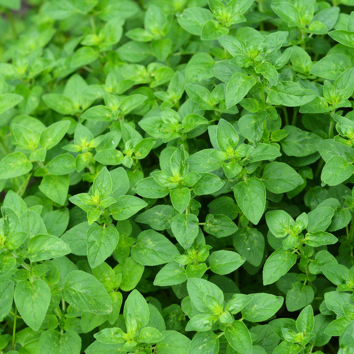 Photographie de Origan (Origanum vulgare subsp. hirtum), sélection proposée en semences W.H. Perron. Le visuel présente l’apparence de la plante ou de sa récolte et permet d’en observer les formes et les couleurs. Cette vue illustre les caractéristiques visibles de la sélection, dans une présentation destinée à accompagner son identification et à montrer son intérêt au jardin.