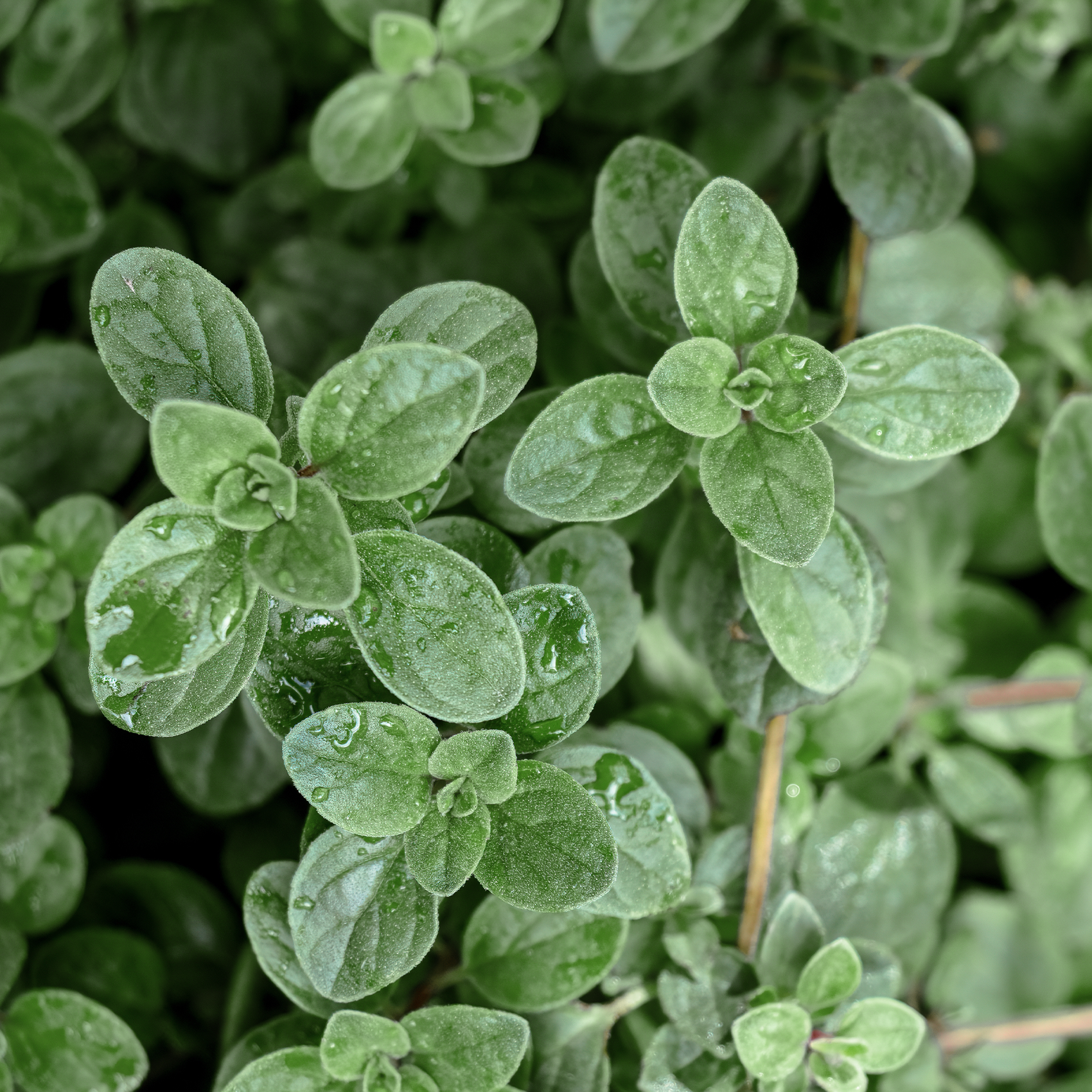 Oregano