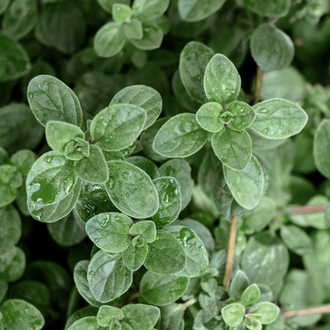 Oregano