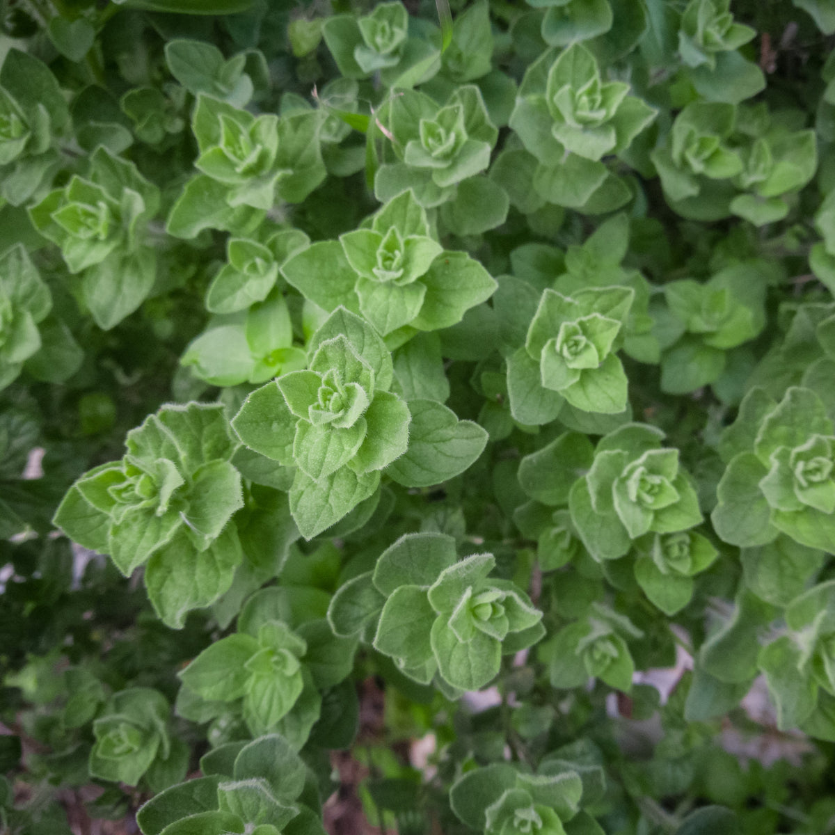 Photo de Origan grec. Le visuel permet d'observer les contours, les teintes et la disposition des éléments présentés. Les détails de forme et les contrastes donnent un aperçu de l'apparence de cette plante ou de sa récolte. Cette photographie accompagne la variété nommée afin de l'identifier dans la sélection de semences.