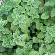 Oregano 'Hot & Spicy'