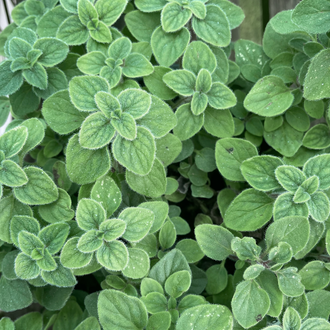 Oregano 'Hot & Spicy'
