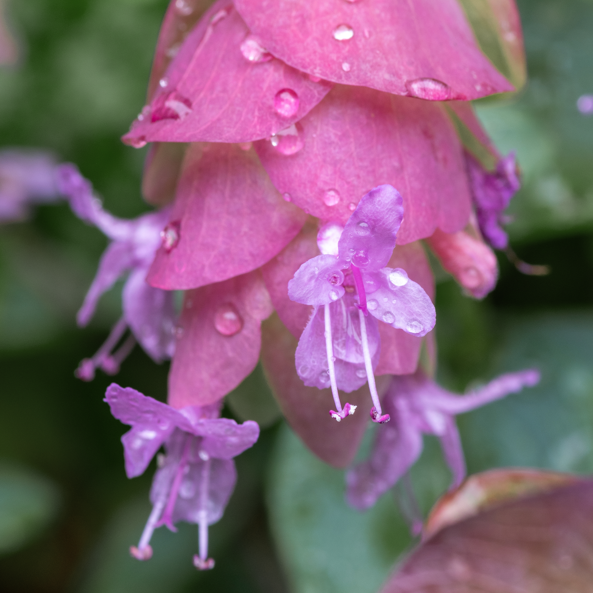 'Kent Beauty' Oregano