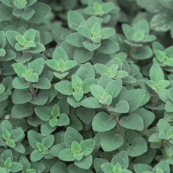 Organic 'Cleopatra' Oregano
