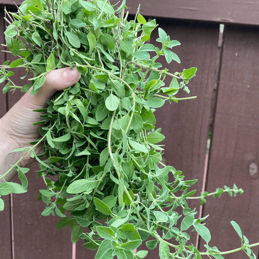 Oregano 'Common Italian Oregano' organic