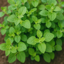 Origan bio