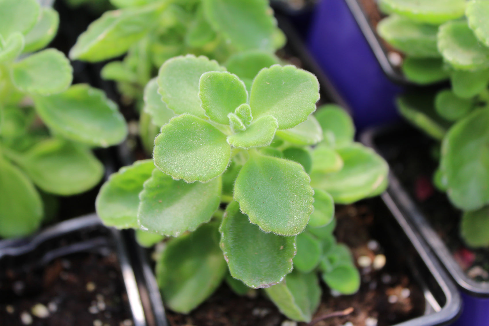 Cuban oregano