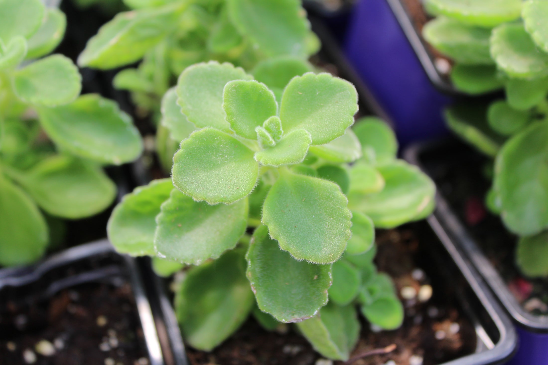 Cuban oregano