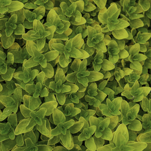 Golden Oregano