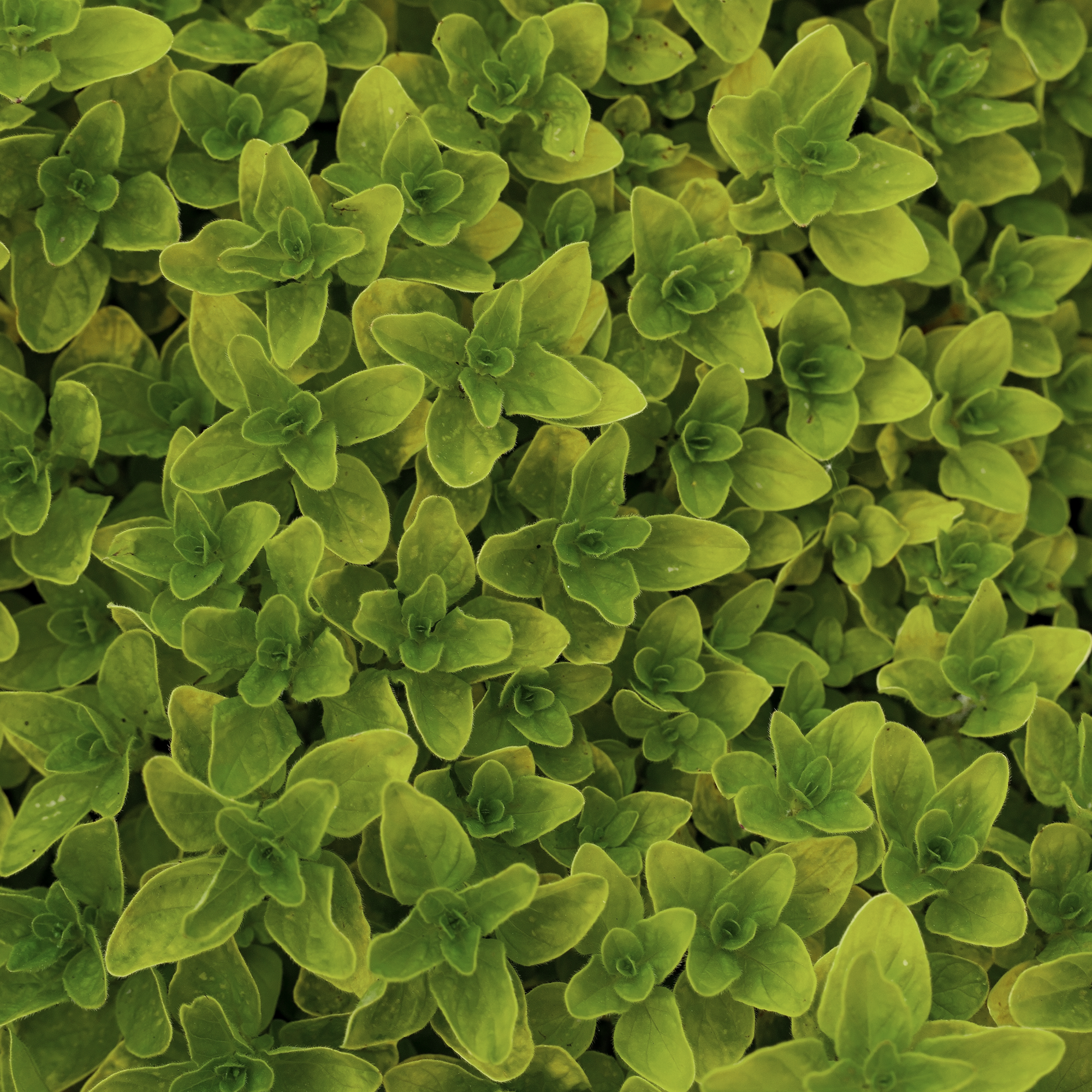 Golden Oregano