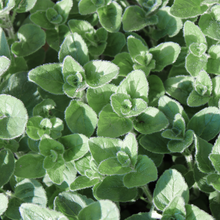 Greek Oregano