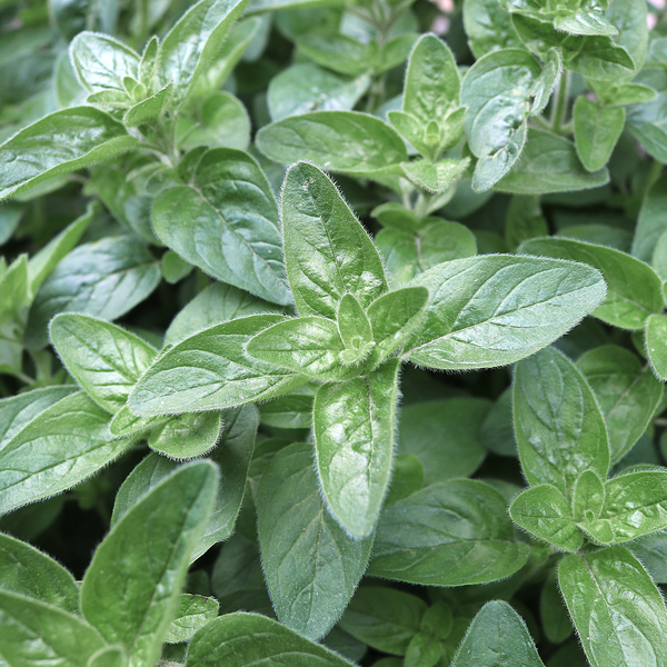Italian oregano