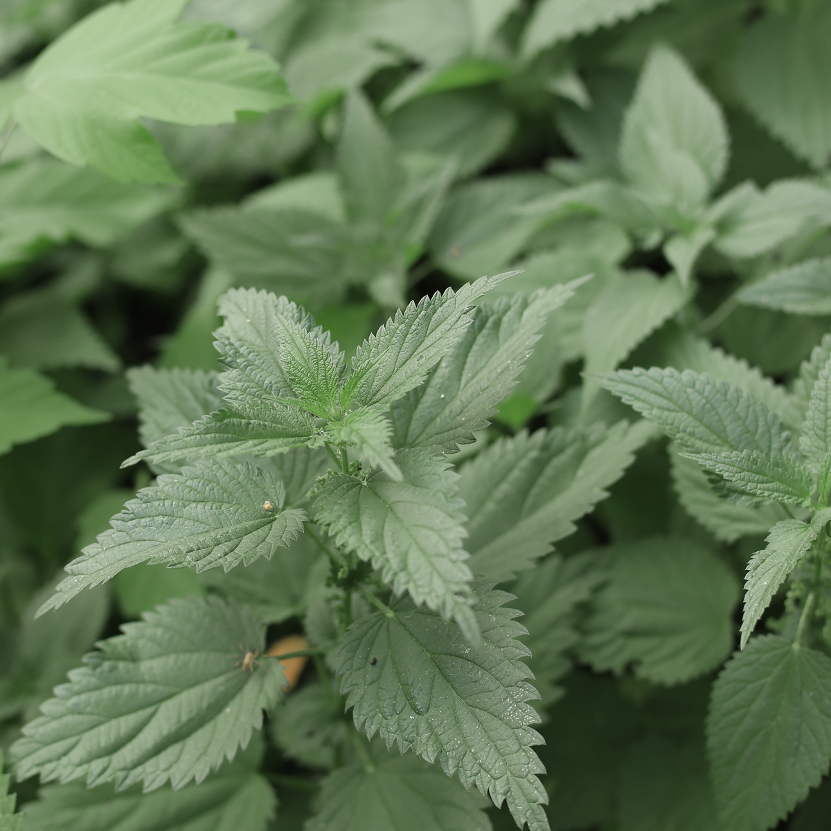 Nettle