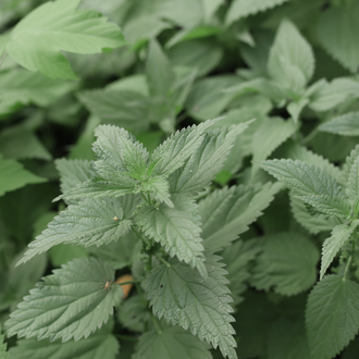 Nettle