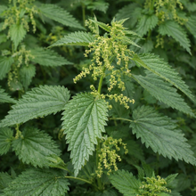 Ortie du Canada, plante indigène au feuillage vert.