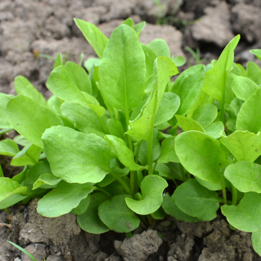 Sorrel