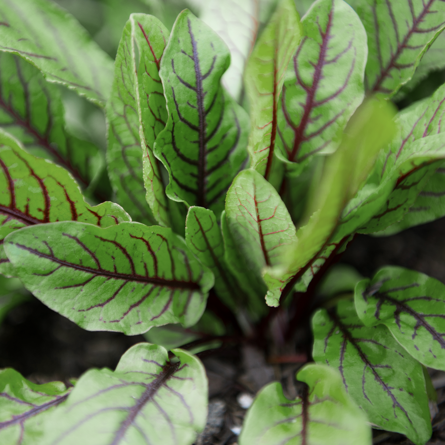 Oseille sanguine