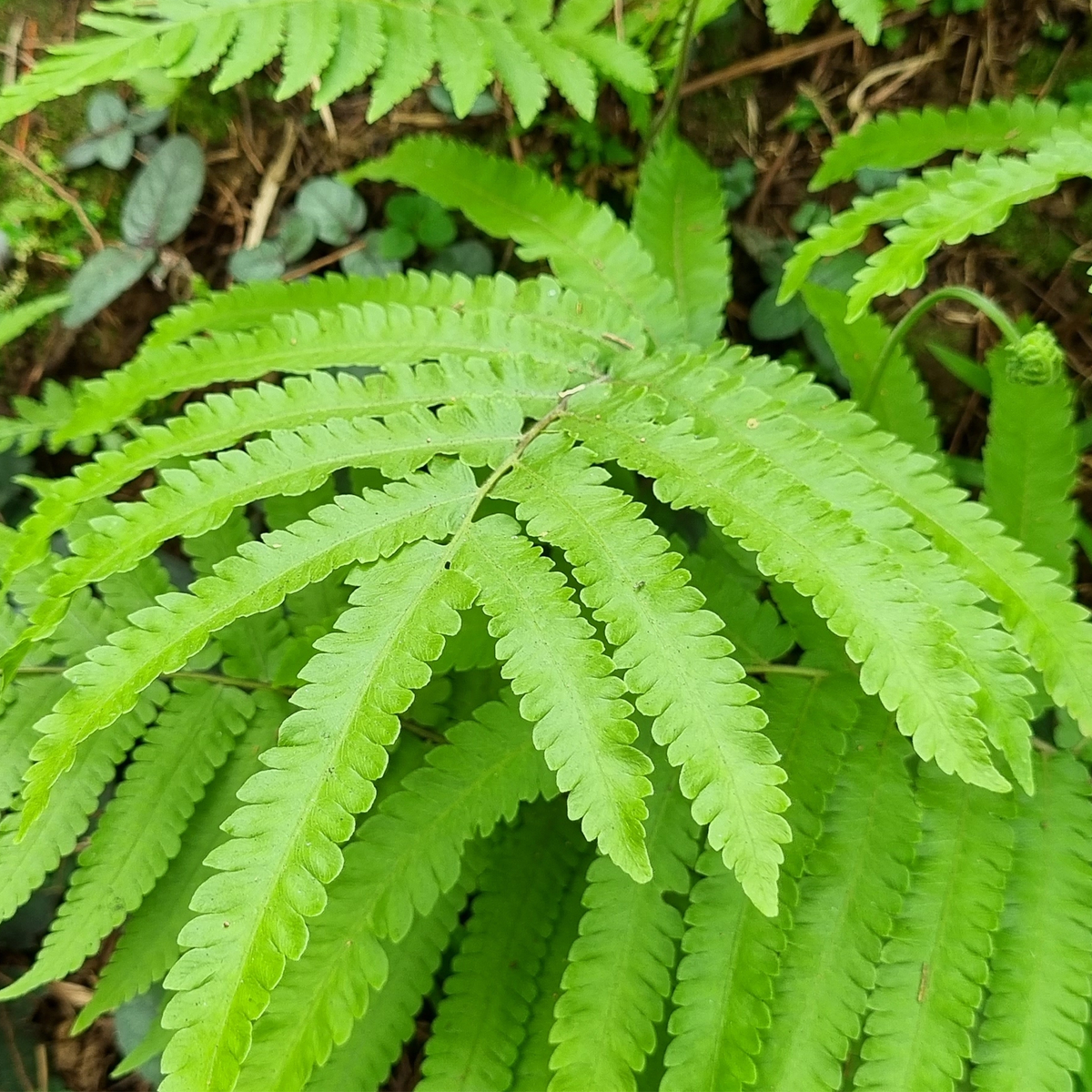Osmunda claytoniana