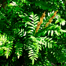 Osmunda regalis var. spectabilis
