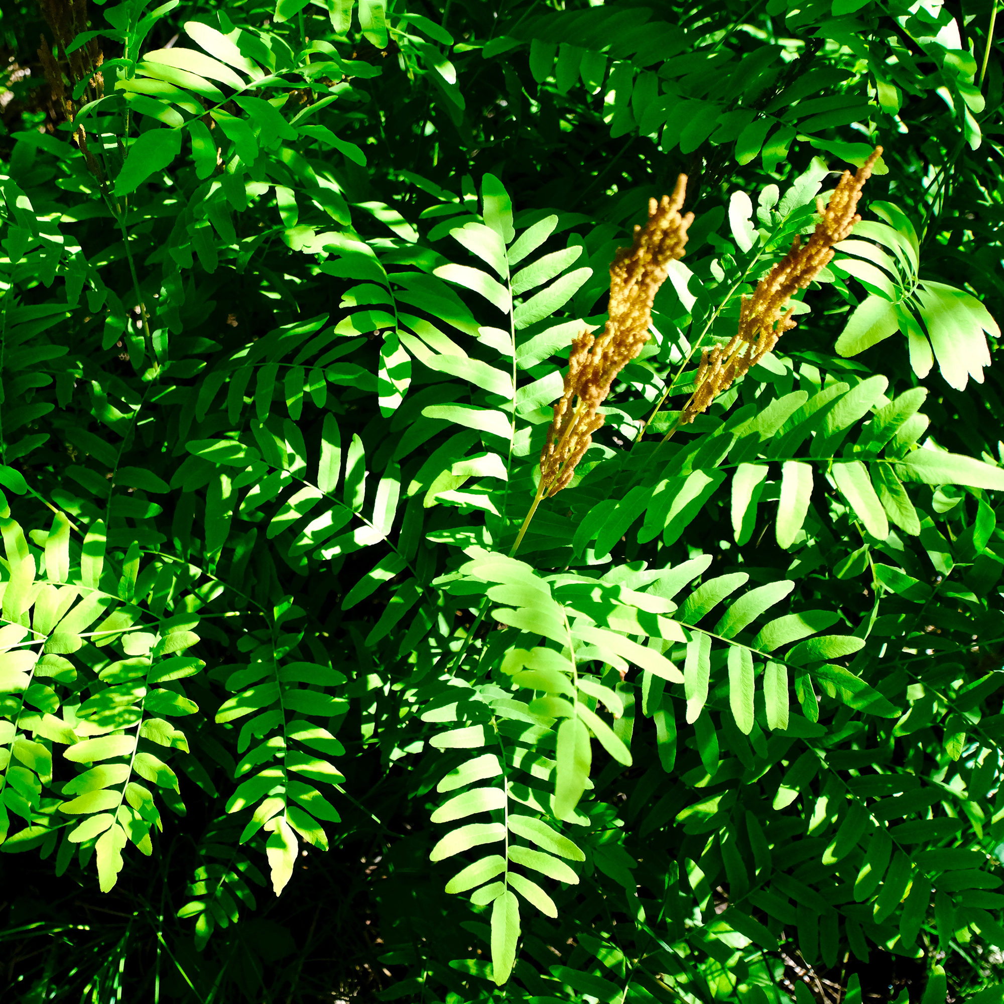 Osmunda regalis var. spectabilis