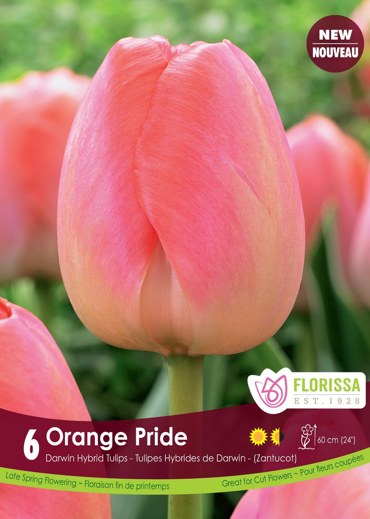Tulipe Orange Pride