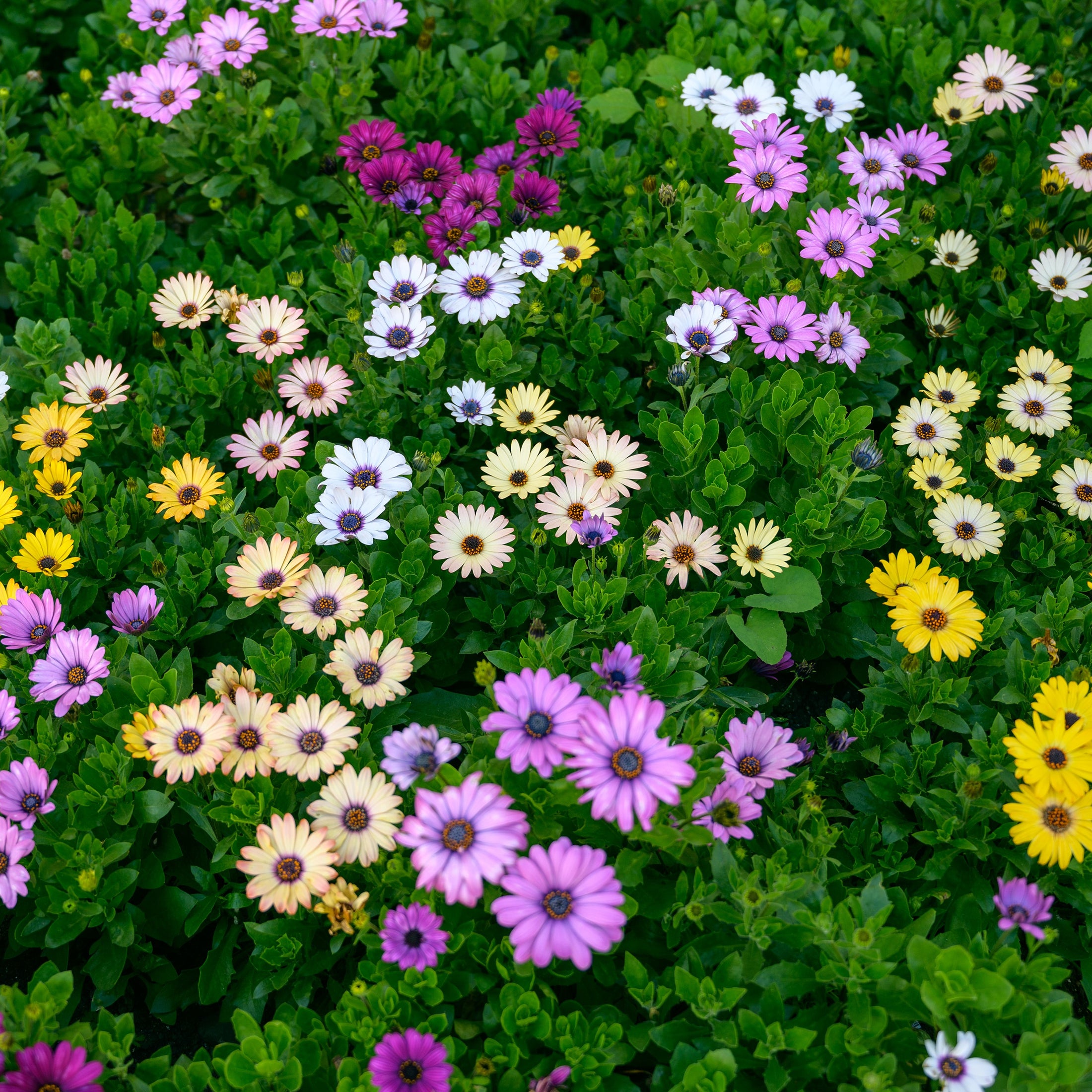 Ostéospermum Akila® Daisy White F1