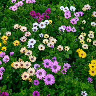 Image of Akila® Grand Canyon Mix F1 Cape daisy showing the variety and its visible characteristics to help identify the product before sowing. Akila® Grand Canyon Mix F1 Cape daisy is an ornamental flowers variety offered as seed for gardeners who want clear, practical product information. Confirmed details include maturity:, height:, spread:, colour: white, yellow, pink et purple.