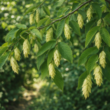Ostrya virginiana