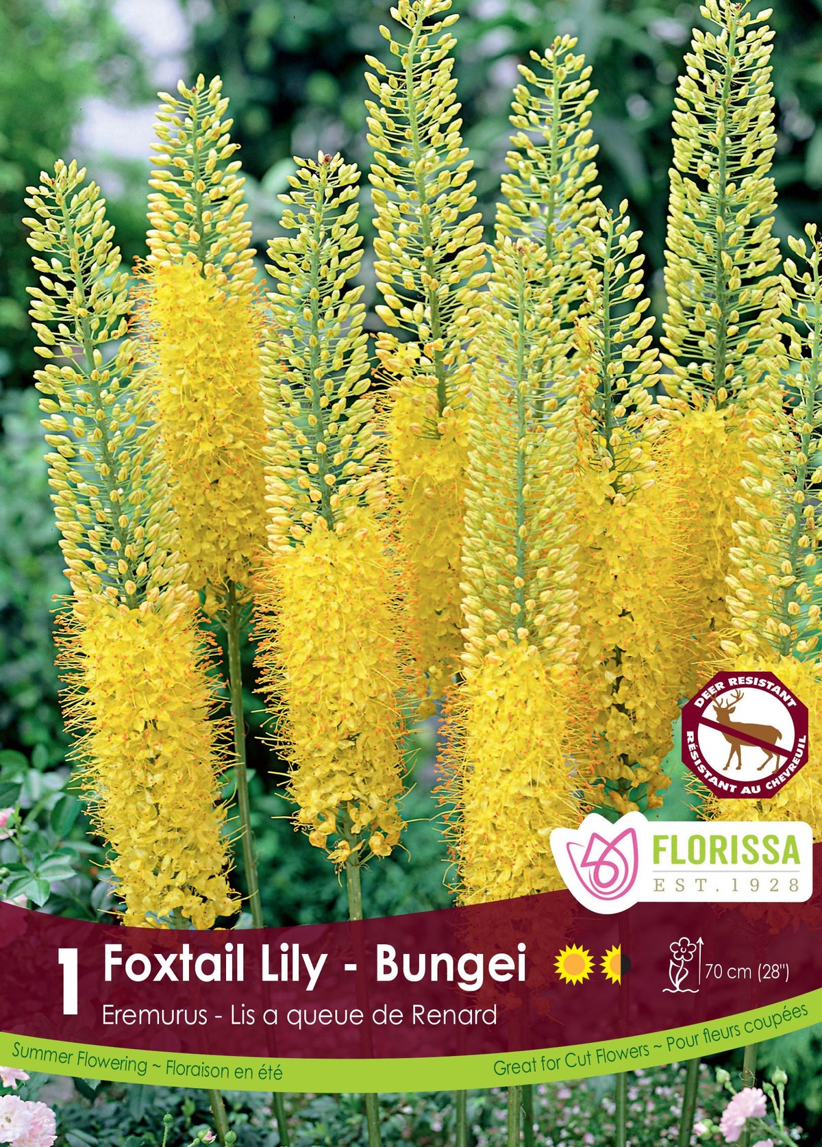 Éremurus ‘Yellow’ ( Eremurus ) : de longs épis d’érémurus jaunes dressés dans un massif. Le visuel Florissa présente la plante et son nom dans la partie inférieure de l’étiquette. La photographie occupe presque toute la surface, tandis que le bandeau du bas rassemble les indications du produit. Cette vue permet de reconnaître son apparence et de distinguer la variété présentée.