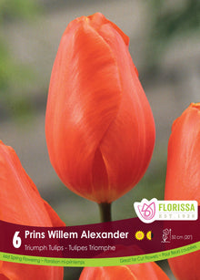 Tulipe Prins Willem Alexander