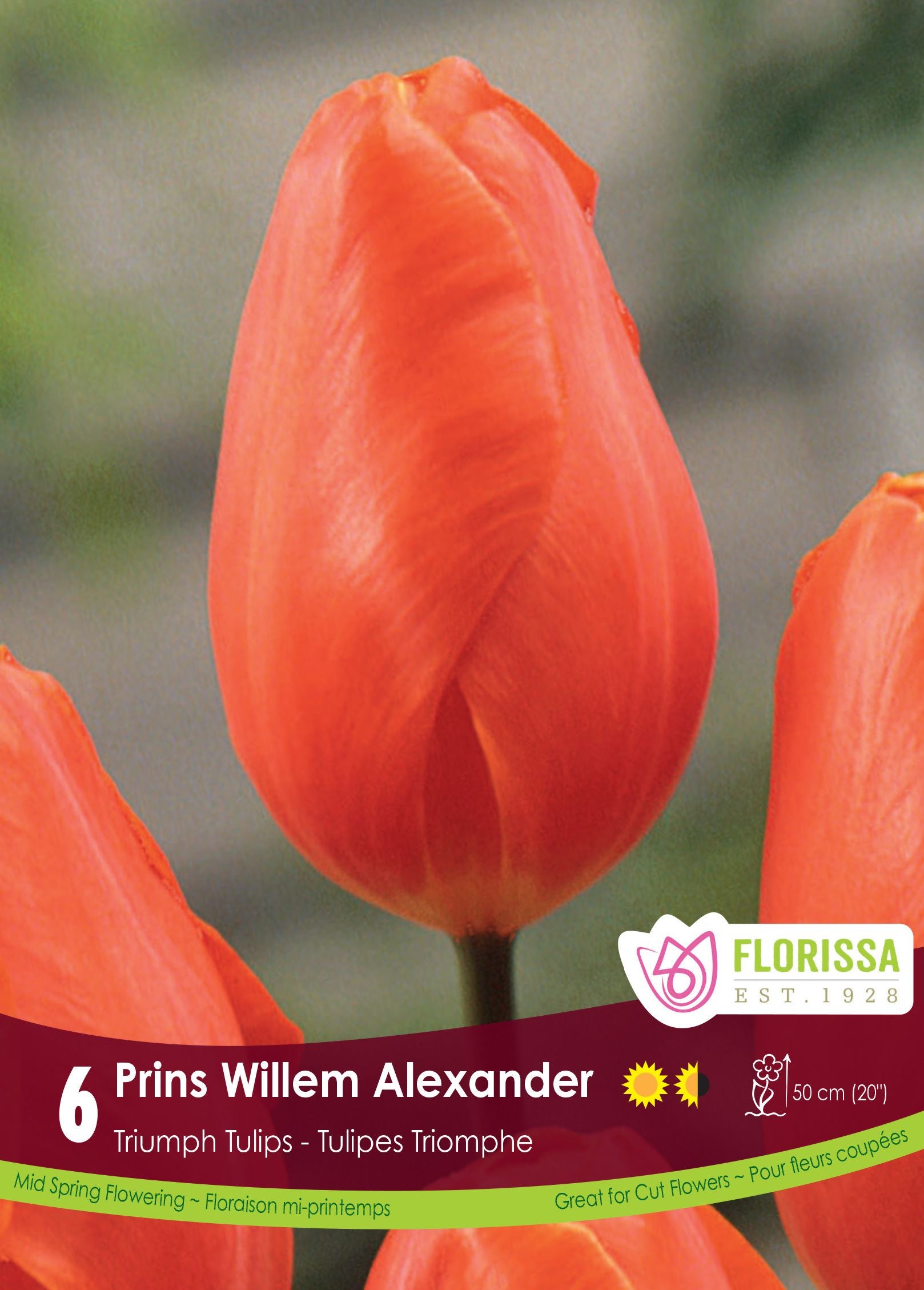 Tulipe Prins Willem Alexander