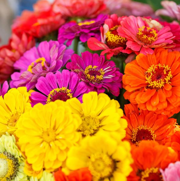 Mélange de Zinnias 'Over the Rainbow' bio