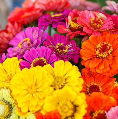 Mélange de Zinnias 'Over the Rainbow' bio