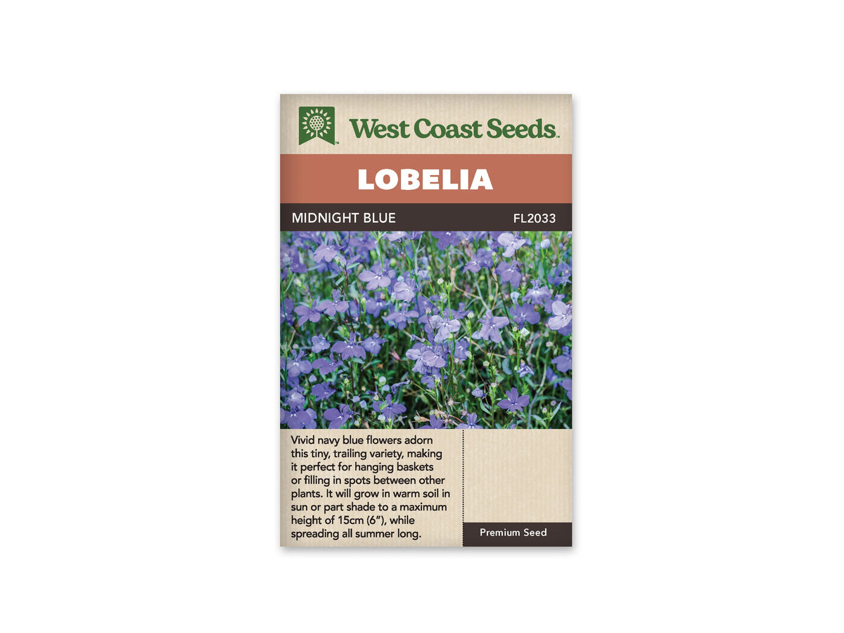 Sachet Midnight Blue de West Coast Seeds sur fond blanc. La photo montre de nombreuses petites fleurs bleu violet, avec des marques claires près du centre. Des tiges fines, des boutons et de petites feuilles vertes remplissent l’espace entre les fleurs. Le bandeau orange porte Lobelia; la bande brune indique Midnight Blue et le code FL2033.