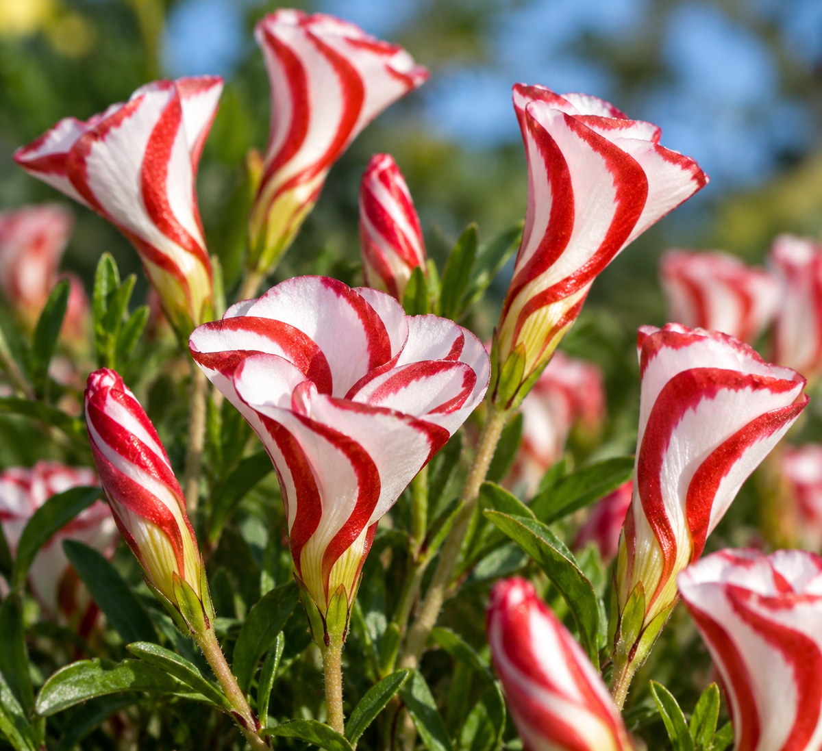Oxalis candy cane (Oxalis versicolor)