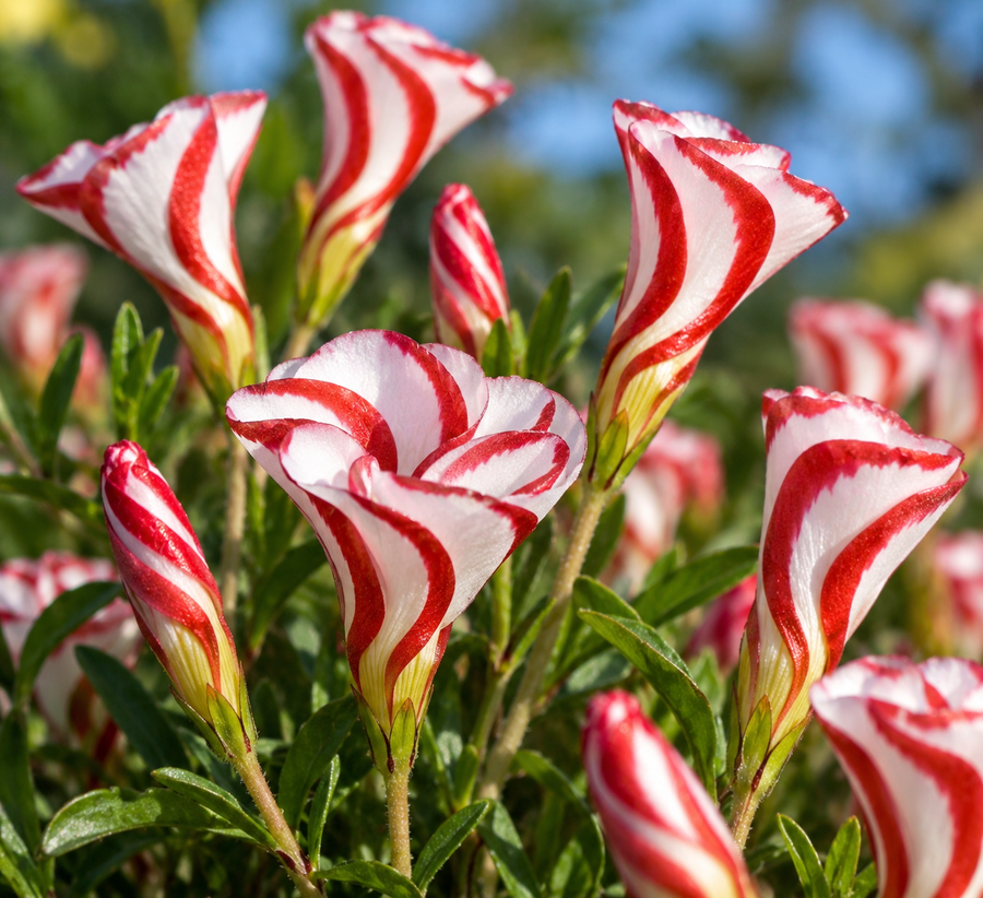 Oxalis candy cane (<em>Oxalis versicolor</em>)