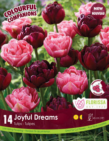 Harmonie florale Joyful Dreams ( Tulipa spp.) : des tulipes doubles roses et bordeaux foncé. Le visuel Florissa présente la plante et son nom dans la partie inférieure de l’étiquette. La photographie occupe presque toute la surface, tandis que le bandeau du bas rassemble les indications du produit. Cette vue permet de reconnaître son apparence et de distinguer la variété présentée.