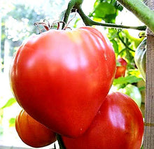 Semences Tomate cœur de bœuf 'Cuor di Bue' (Solanum lycopersicum)