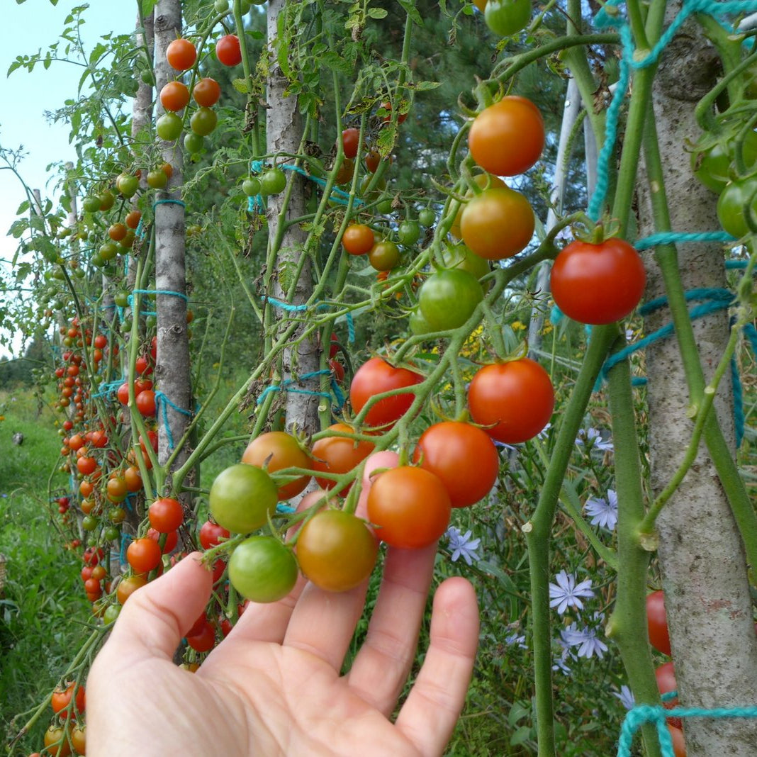 Tomate ‘Rideau Sweet’ (Solanum lycopersicum)