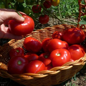 Tomato Ural Early (Solanum lycopersicum)