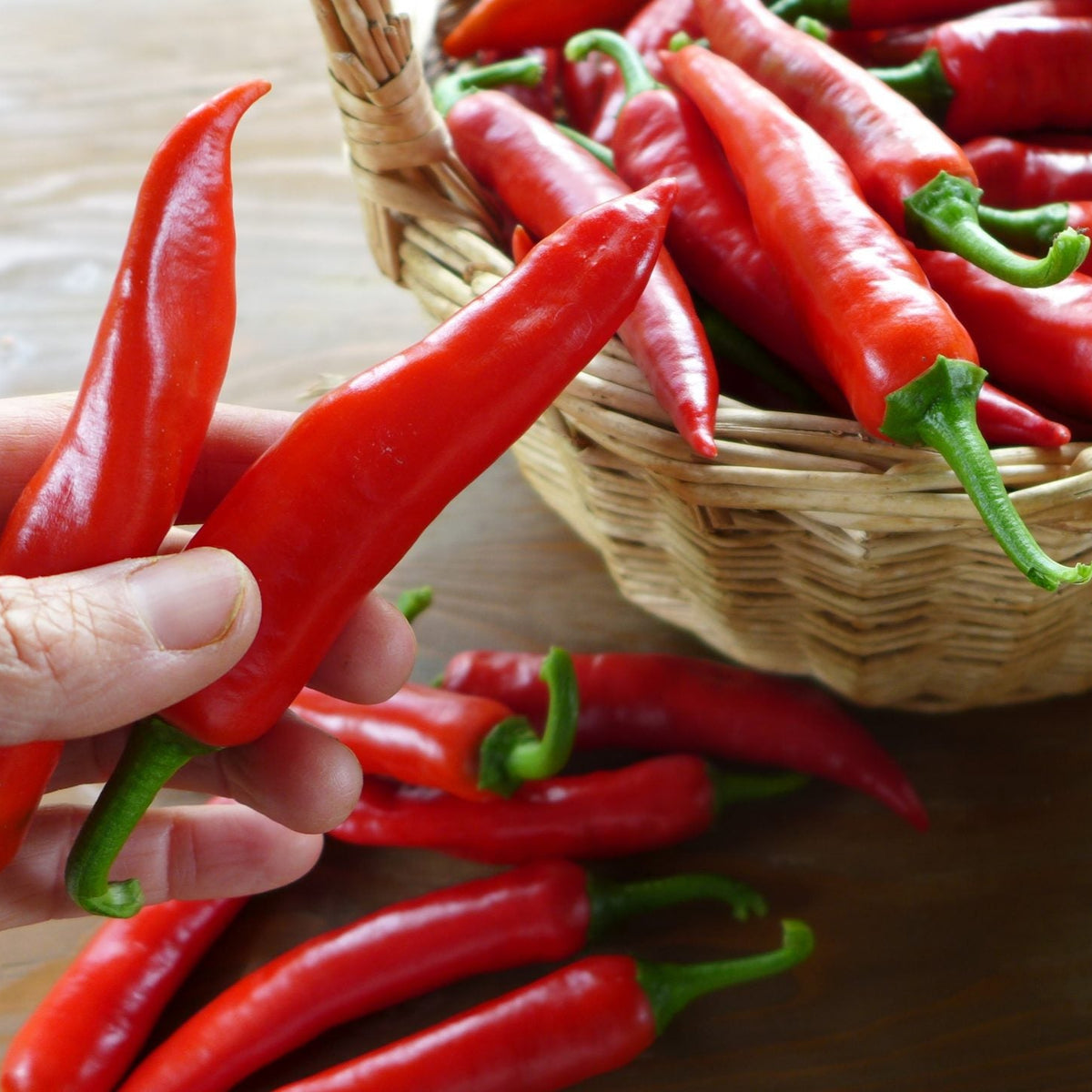 Piment fort ‘Sucette de Provence’ (Capsicum annuum)