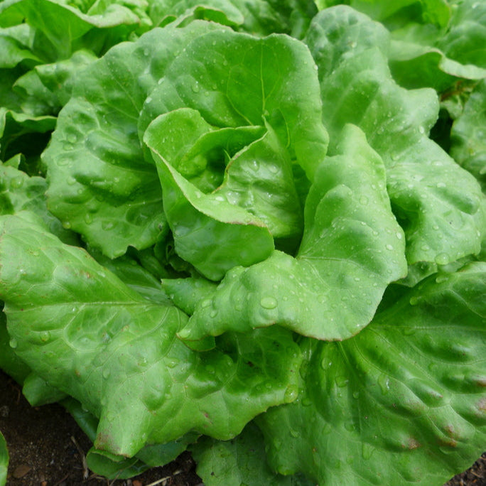 Laitue ‘Du Bon Jardinier’ (<em>Lactuca sativa</em>)