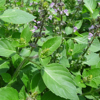 Holy basil