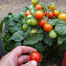 Tomatoes 'micro mix'
